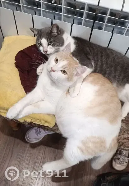 Пропал кот, улица 8 Марта, Кохма - рыжий с белым и голубым ошейником - photo