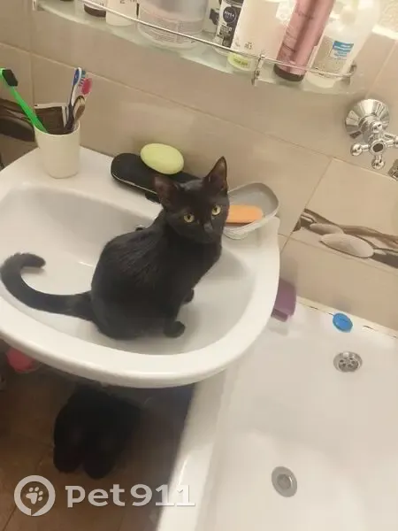 Пропала кошка, Зелёный проспект, 61, Москва - чёрная, 7 месяцев - photo