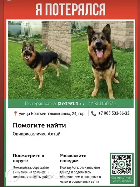 Пропал собака, улица Братьев Улюшкиных, городской округ Лобня - чёрный с рыжим, молодой без ошейника - photo