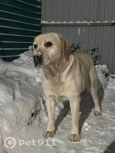 Пропал собака, мужской, улица Котовского, Анна - крупное телосложение - photo
