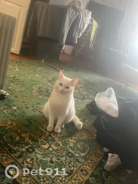 Пропал кот, улица Урицкого, 31, Верхний Уфалей - зелёный ошейник - photo