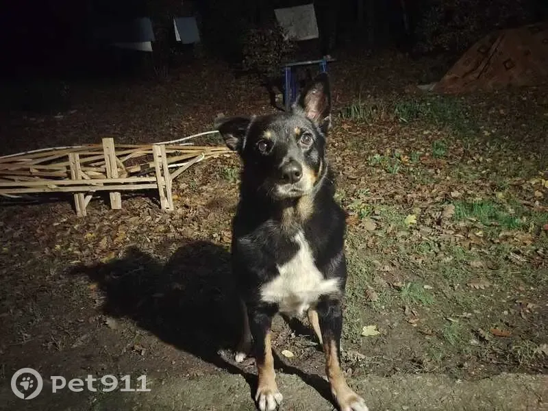 Пропал собака, 03К-370, Васильевка, Новороссийск - отзывается на кличку Локи - photo