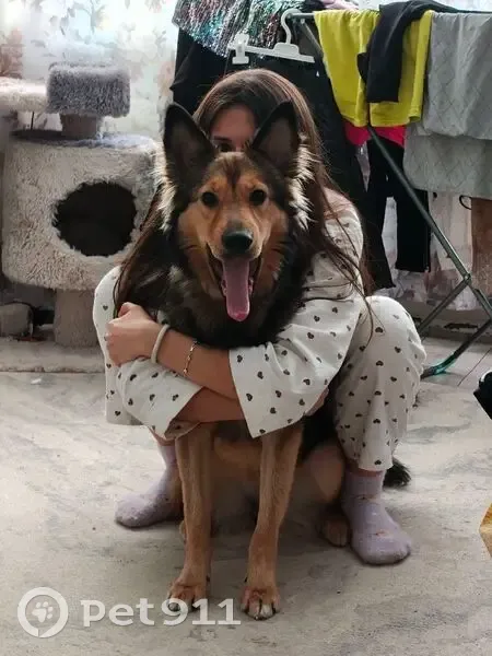 Пропала собака, женский пол, Газетная улица, 95, Нижний Тагил - photo