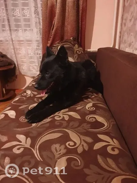 Пропала собака, Волгоградская улица, Воронеж - чёрный с ошейником - photo