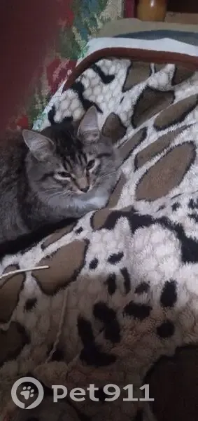 Пропал кот, Бутовая улица, 10, Ковров - серо-коричневый окрас, белая грудка и лапки - photo