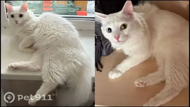 Пропал кот, Геодезическая улица, 6Б, Обь - белый с разными глазами - photo
