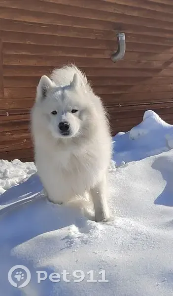 Пропал собака, 7-я Кадышевская улица, 16, Казань - белый самоедский мальчик - photo