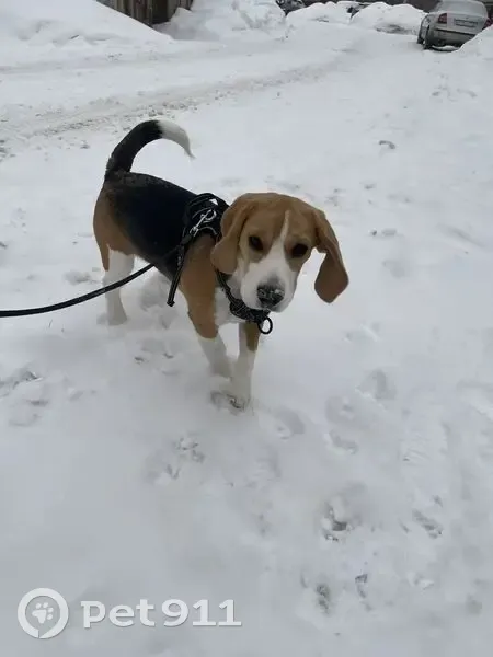 Пропала собака, Вологодская улица, 79, Уфа - photo