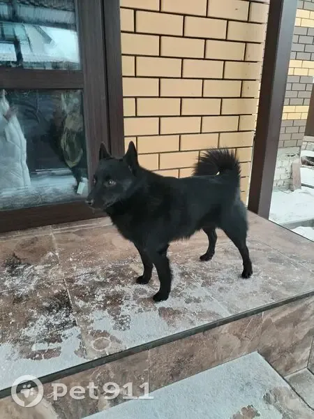 Пропал собака, улица Ярослава Белова, 32, Отрадное - кобель породы шипперке по кличке Рокки - photo