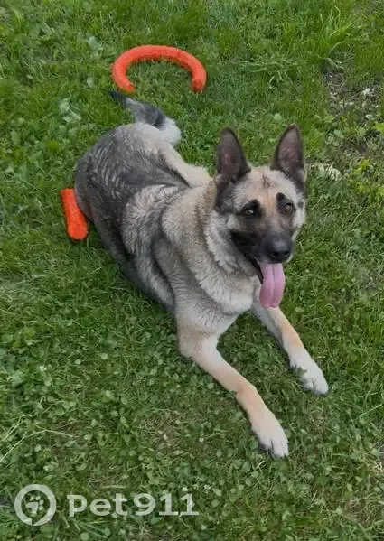 Пропала собака, переулок Пархоменко, 4, Тула - восточно европейская овчарка - photo