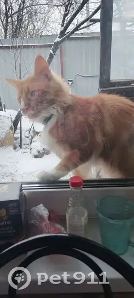 Пропал кот, переулок Липового, 97, Бийск - ошейник от блох - photo