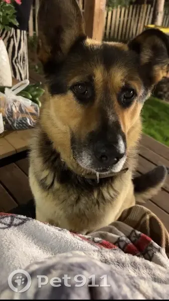 Пропала собака, улица Ветеранов, 43, Киров - немецкая овчарка с ошейником - photo