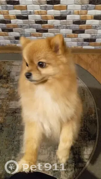 Пропала собака, ул. Ильича, 80, Нижний Тагил - photo