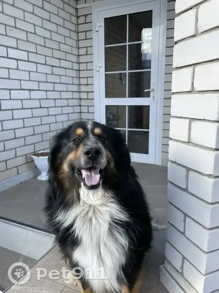 Пропал собака, Колхозная улица, Новая Усмань - кличка Кузя, очень добрый и игривый - photo