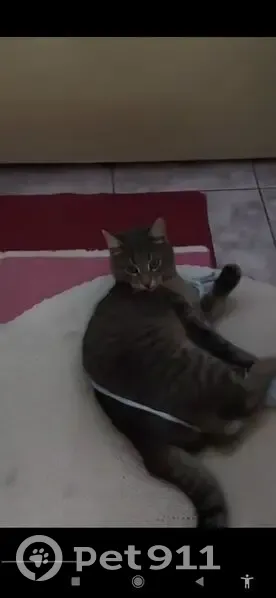 Пропала кошка, Малиновая улица, 16А, Саратов - серый в полоску, кастрированный - photo