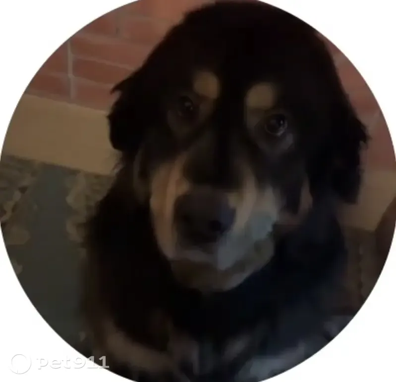 Пропала собака, переулок Угольщиков, Красноярск - черная шерсть, с светлым брюхом - photo