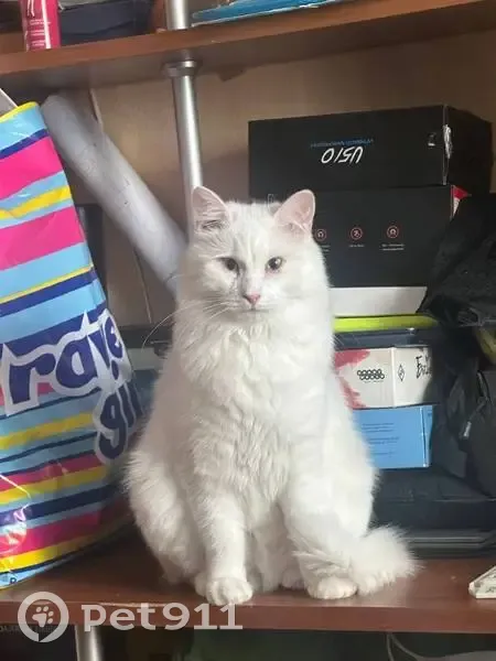 Пропал кот, площадь Мира, 4/1, Калуга - белый и пушистый - photo