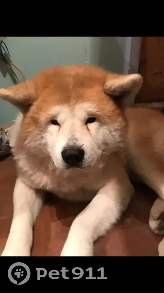 Пропал собака, Комсомольский проспект, Луга - страдает эпилепсией - photo