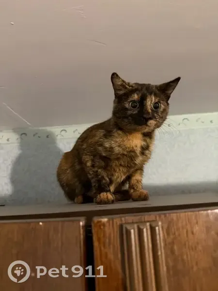 Пропала кошка (женский), Кильдинская улица, 25, Мурманск - не стерилизована - photo