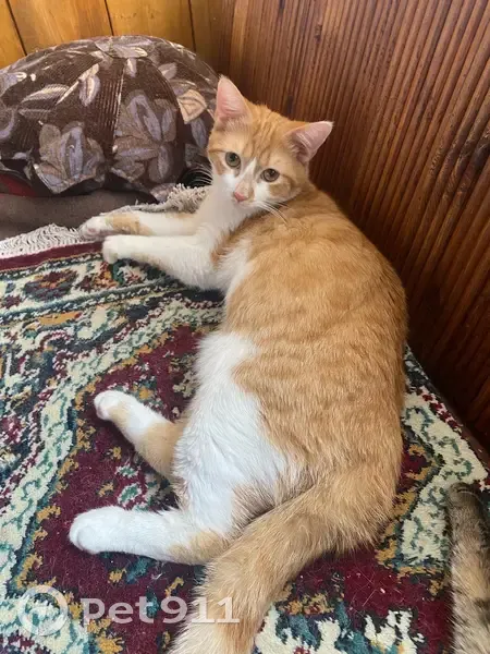 Пропал кот, улица Калинина, 113, Лабинск - зовут Круассан, 8 месяцев - photo