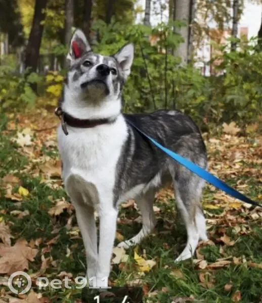 Пропал собака, улица Петрова, 12, Ижевск - пломба на ухе красного цвета - photo