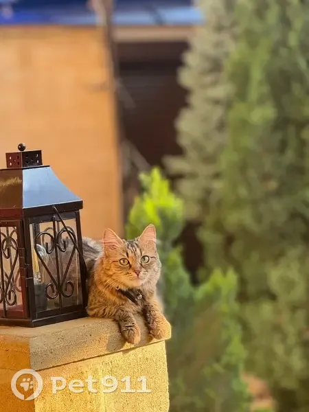 Пропала кошка, Южный проезд, 4, Тверь - тигровый окрас, ошейник-сердечко - photo