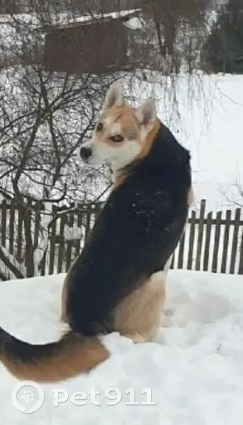 Пропала собака, 22, Разбегаево - светлая мордочка и белая, остальное рыжеватое - photo