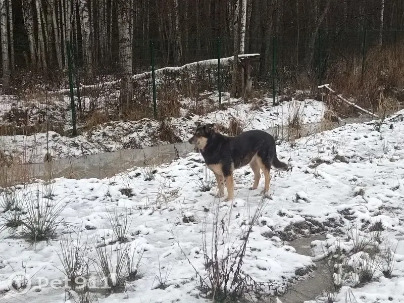 Пропала собака, Красноозёрное, Ленинградская область - чёрная с рыжими лапами - photo