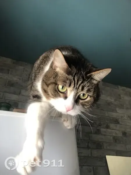 Пропал кот, улица 20-го Партсъезда, Омск - коричневый, белый, чёрный, зелёные глаза - photo