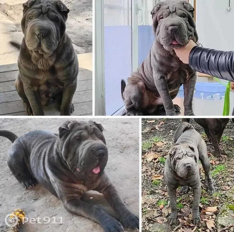 Пропала собака, Октябрьская улица, 9, Таганрог - шарпей по кличке Рич - photo