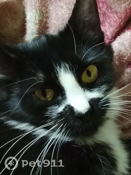 Пропала кошка, Торфяная улица, 3, Ярославль - чёрно-белая, белый крест на носу - photo