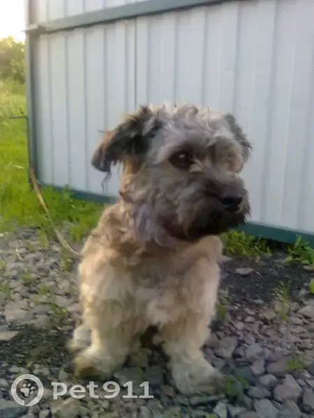 Пропал собака, 26, Старый Оскол - photo