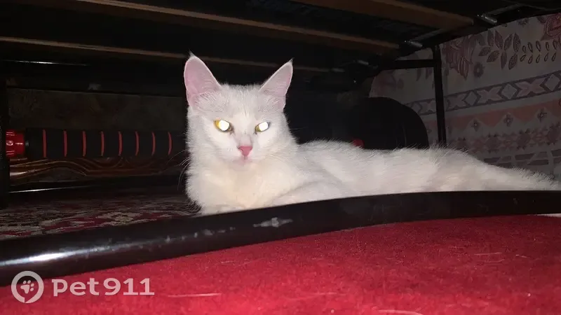 Пропала кошка, Апастовская улица, 7, Казань - белая с серым пятнышком - photo