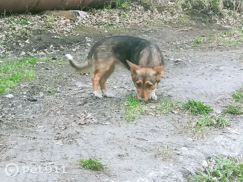 Пропала собака, женский пол, улица Елизаровых, 75, Томск - короткие лапы, большие уши - photo