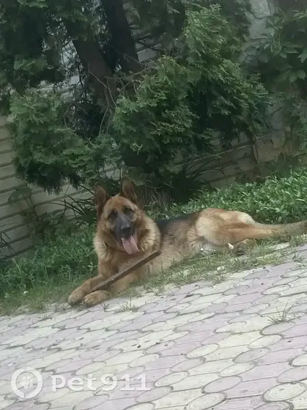 Пропала собака, Патриотическая улица, городской округ Липецк - немецкая овчарка - photo