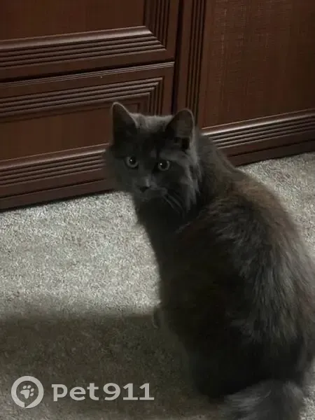 Пропала кошка, Октябрьская улица, 176, Ессентуки - фиолетовый ошейник с колокольчиком - photo