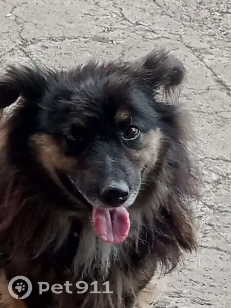 Пропал собака, Набережная улица, 22, Юрга - коротколапый с ошейником - photo