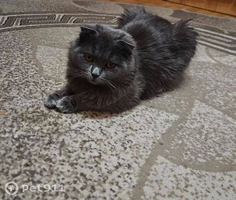 Пропал кот, Стрельбищенская улица, 8, городской округ Пенза - пушистый серой окраски - photo