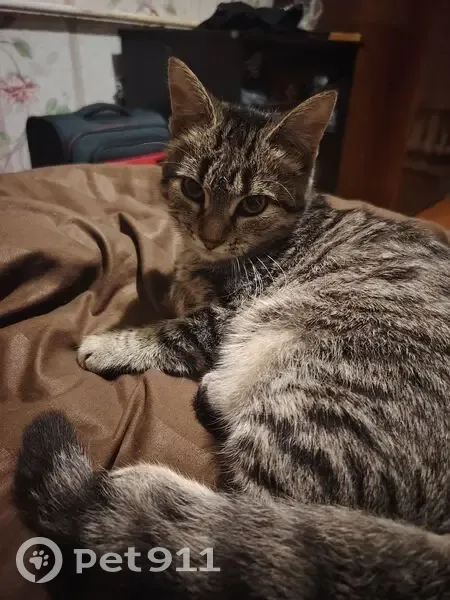 Пропала кошка, 2-я улица Союза Молодёжи, 20А, Новосибирск - трёхцветная, домашняя - photo