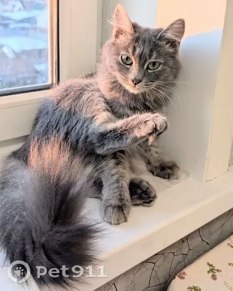 Пропала кошка, 3, Ангарск - серая пушистая - photo