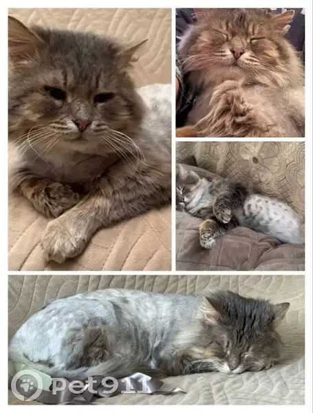 Пропал кот, Новлянская улица, Воскресенск - ласковый и коротко подстриженный - photo