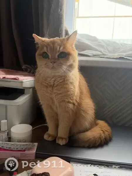 Пропала кошка, Сиреневая улица, 2, Усаду - рыжая британская шиншила - photo