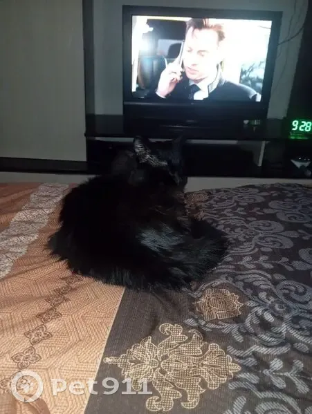 Пропал кот, улица Попова, Барнаул - чёрный, пушистый - photo