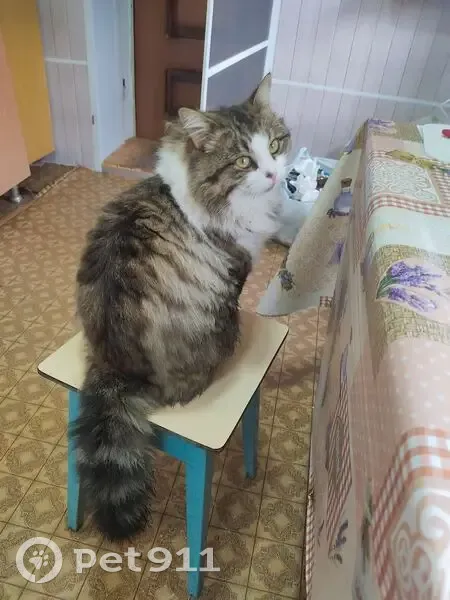 Пропал кот, улица Бойко, 140, Георгиевск - откликается на Тимошка - photo