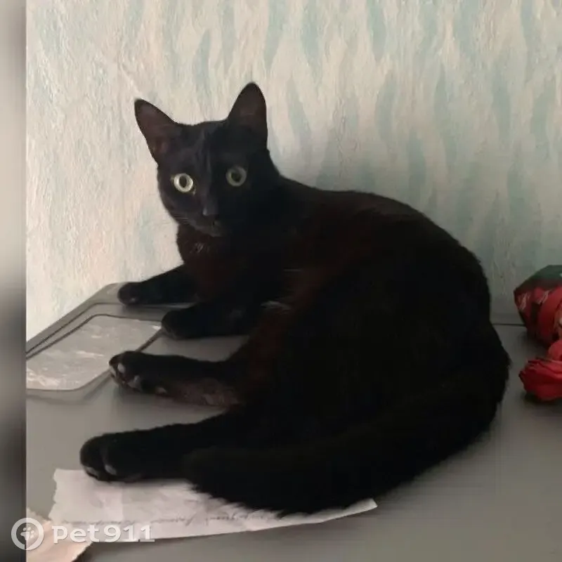 Пропала кошка, улица Тухачевского, 4, Лесосибирск - большие зелёные глаза - photo