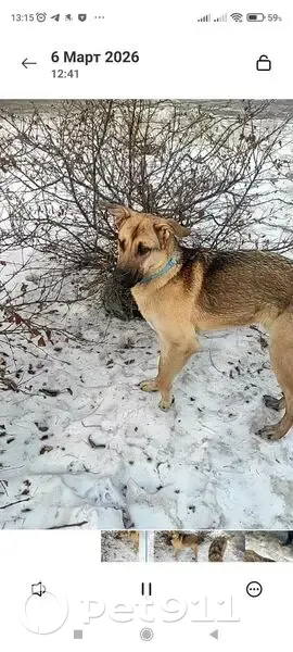 Пропал собака, Красноярск - photo
