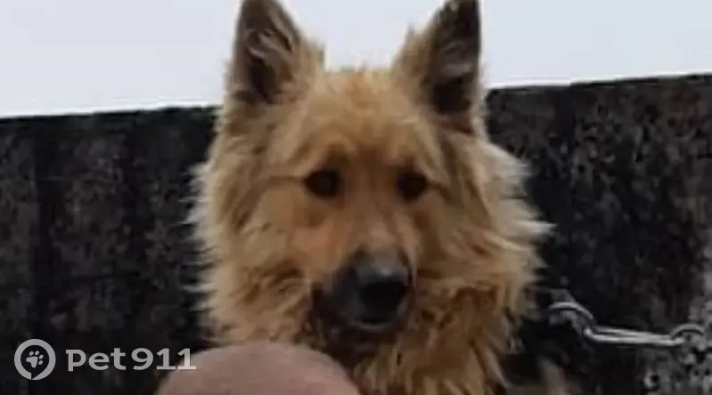 Пропал собака, мужской, улица Энергетиков, 73, Красноярск - photo