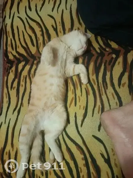 Пропала кошка, Октябрьская улица, Каменск-Шахтинский - откликается на кличку Рыжик - photo