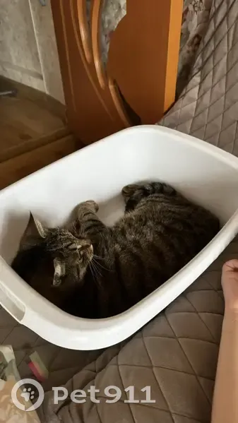 Пропала кошка, Советская улица, 44, Елизаветинская - 12 лет, домашняя - photo