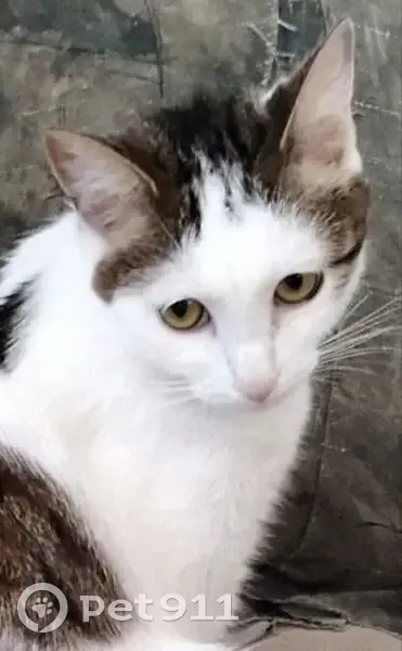 Пропала кошка, улица Бакинских Комиссаров, 2А, Екатеринбург - зовут Лилу - photo